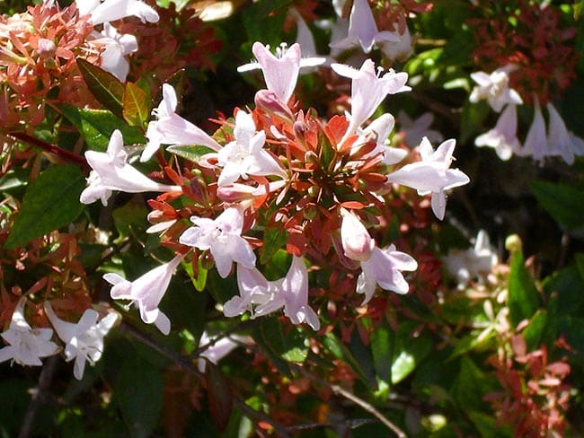 Abelia X Grandiflora Foto