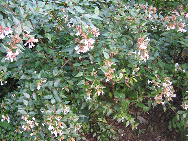 Abelia X Grandiflora Planta