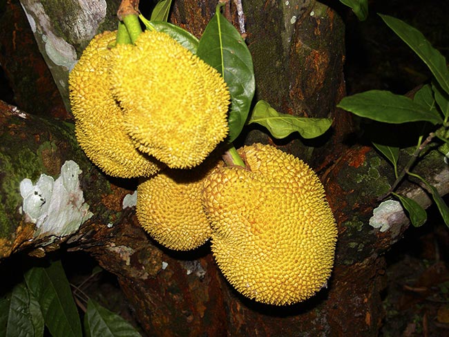Artocarpus Heterophyllus Fruta