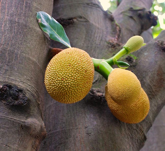 Artocarpus Heterophyllus Frutas
