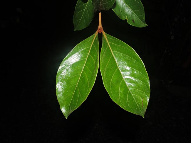 Byrsonima crassifolia planta