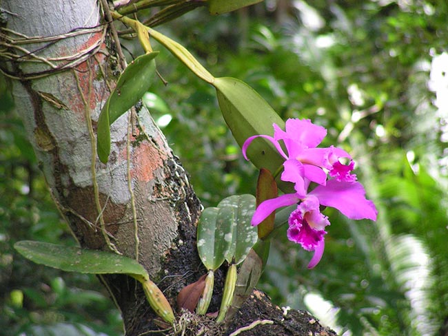 Cattleya Labiata Flores