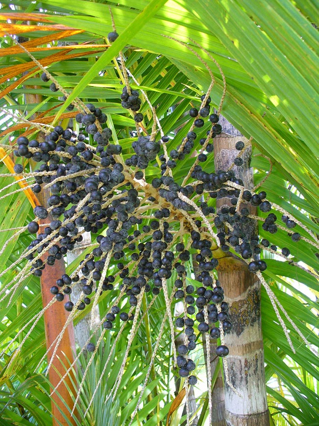 Euterpe oleracea frutos