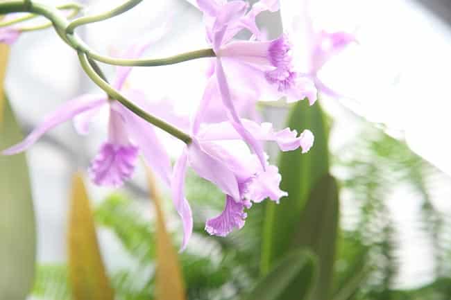 Orquidea Cattleya Decoracao