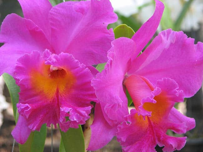 Orquidea Cattleya Flor