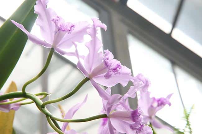 Orquidea Cattleya Flores