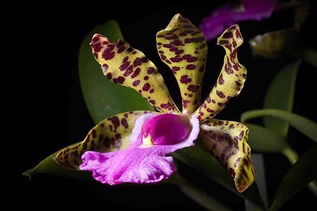 Como Plantar Orquídea Cattleya labiata? Cuidados com Cattleya labiata