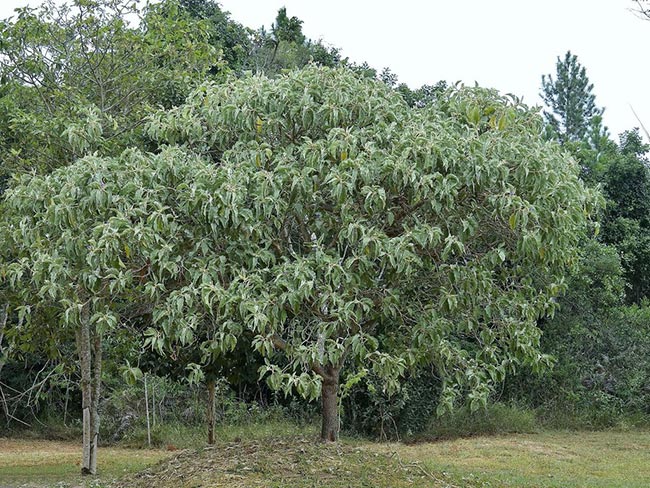 Solanum Lycocarpum Arvore