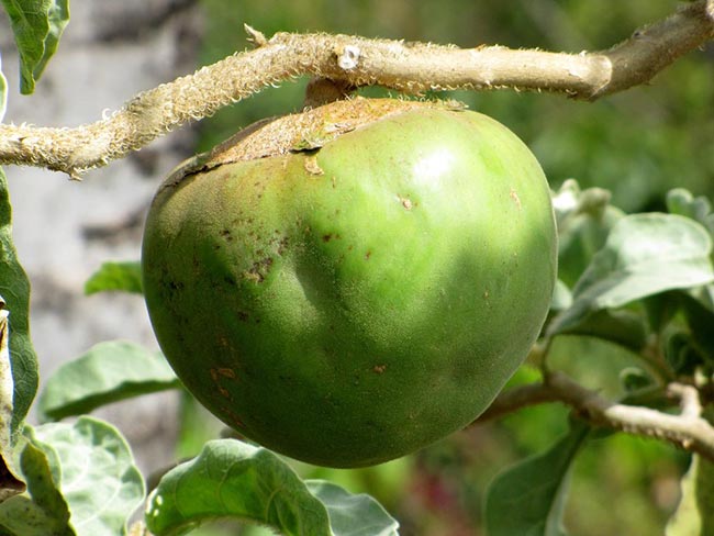 Solanum Lycocarpum Cultivo