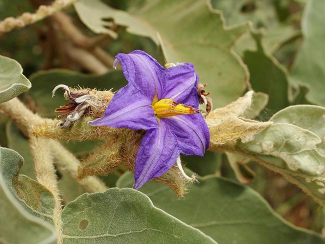 Solanum Lycocarpum Flor