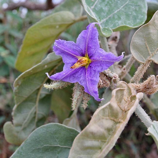 Solanum lycocarpum flores