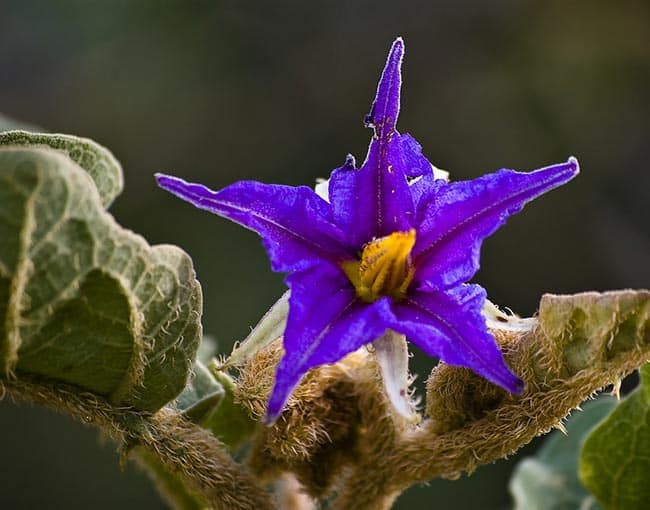Solanum Lycocarpum Folha