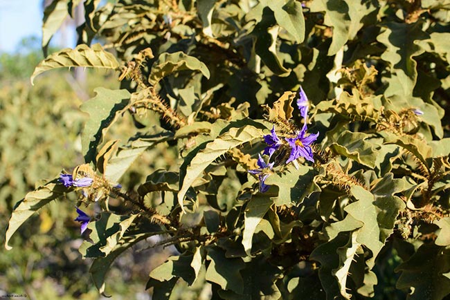 Solanum Lycocarpum Folhas