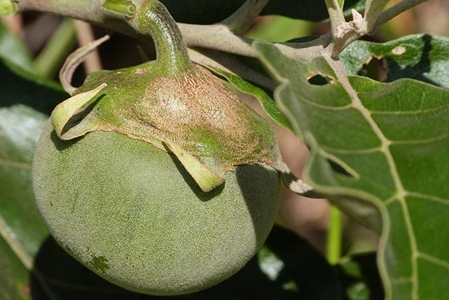 Solanum Lycocarpum Fruta