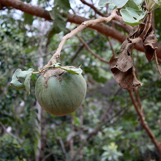 Solanum Lycocarpum Fruto