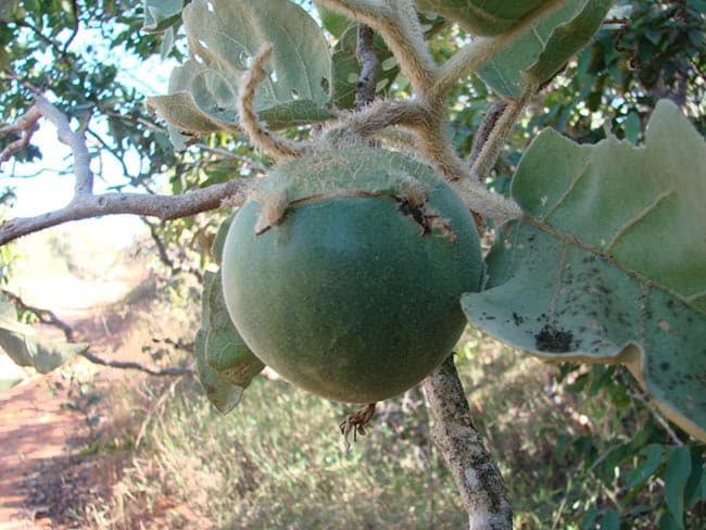 Solanum Lycocarpum Frutos