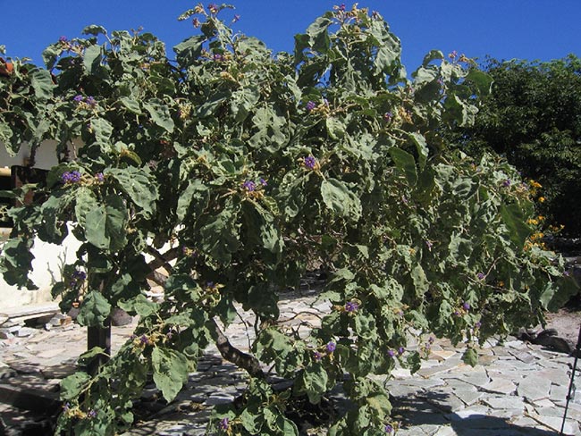 Solanum lycocarpum jardins