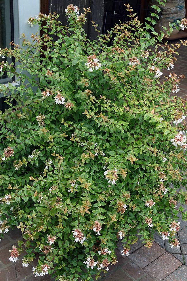 Decoracao Abelia X Grandiflora