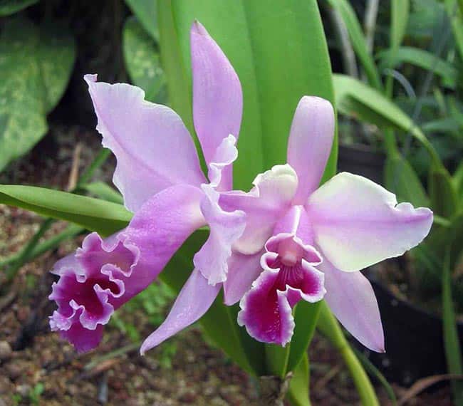 Flor Cattleya Labiata