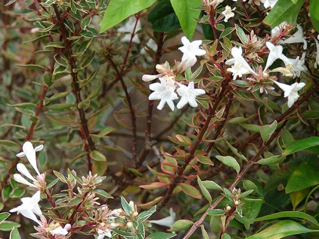 Flores Abelia X Grandiflora