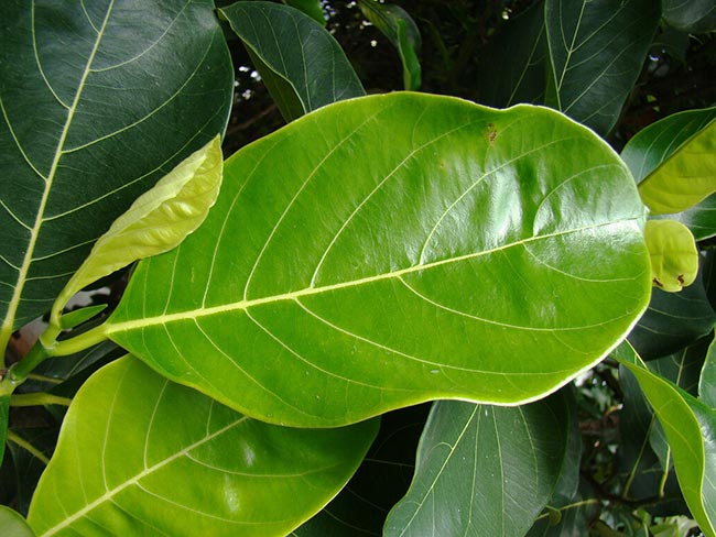 Folha Artocarpus Heterophyllus
