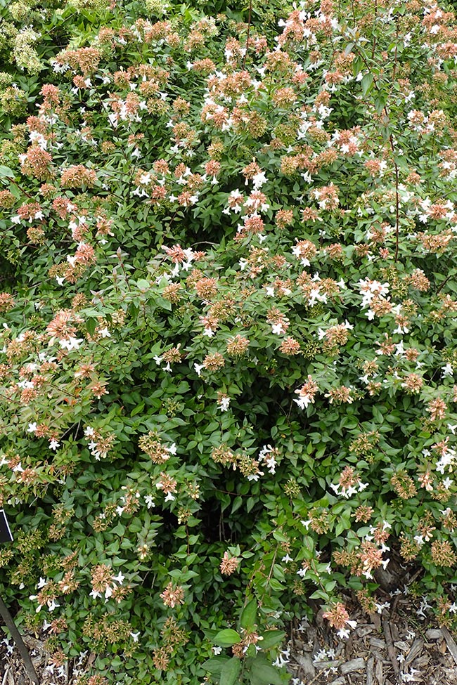 Foto Abelia X Grandiflora