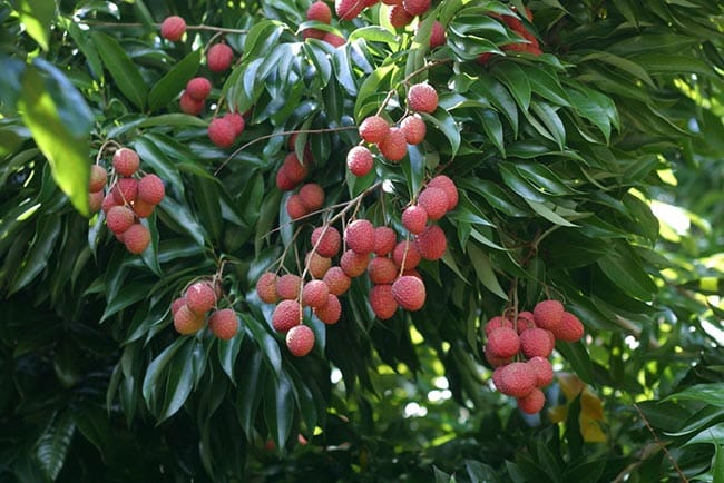 Fruta Litchi Chinensis