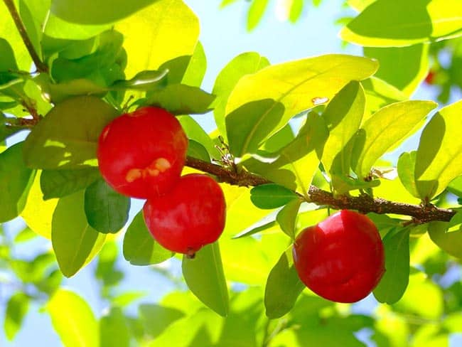 frutas Malpighia glabra