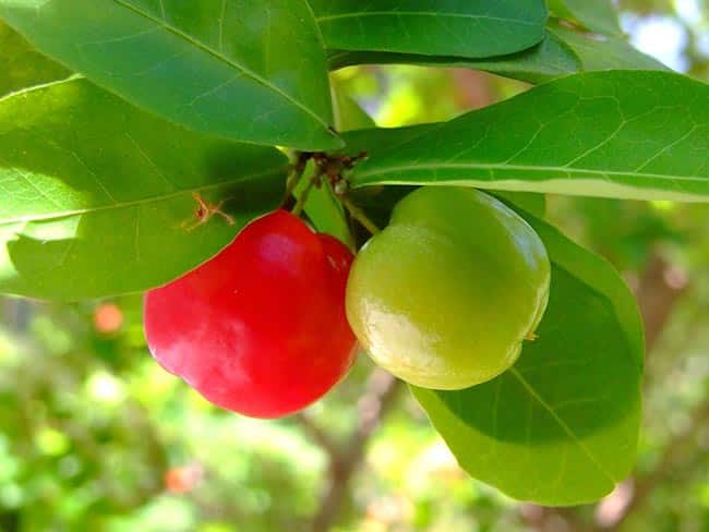 fruto Malpighia glabra