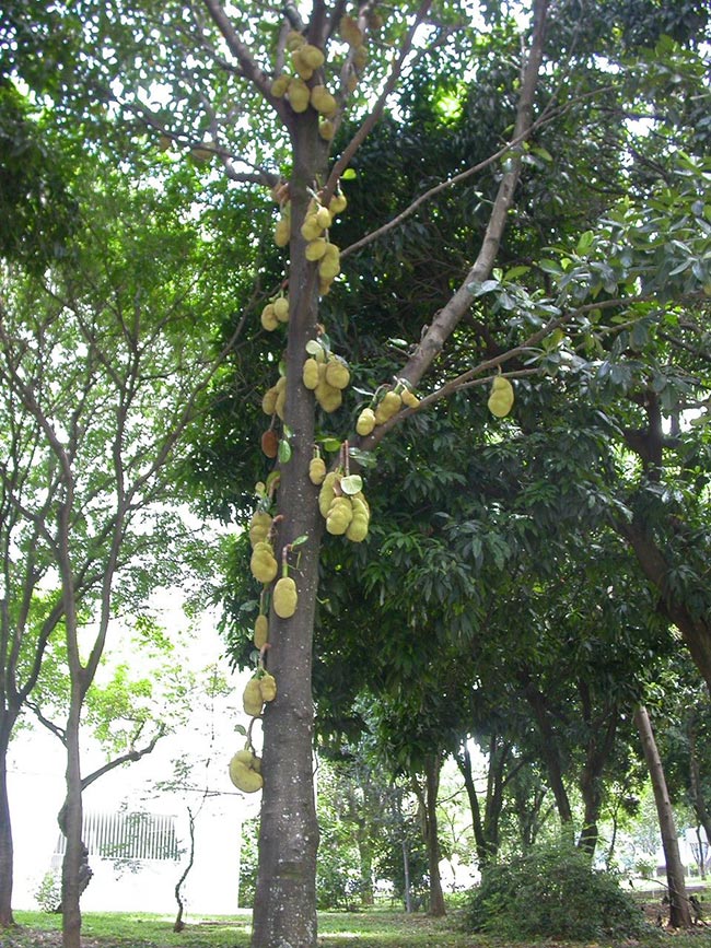 Jardim Artocarpus Heterophyllus
