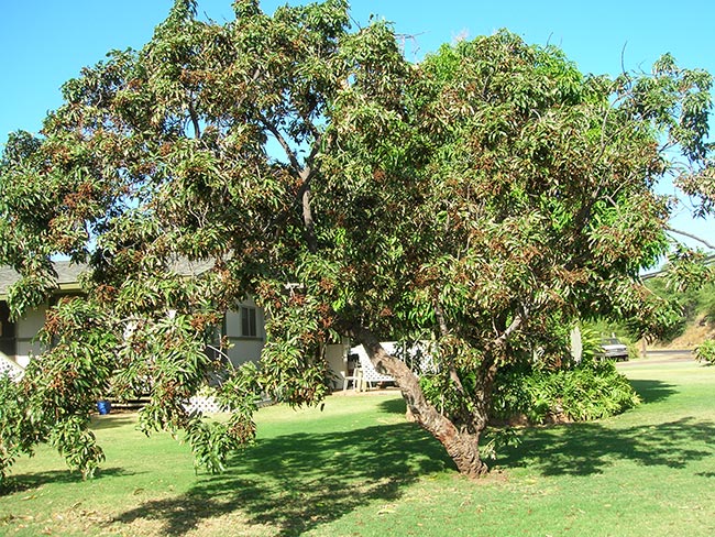 Planta Litchi Chinensis