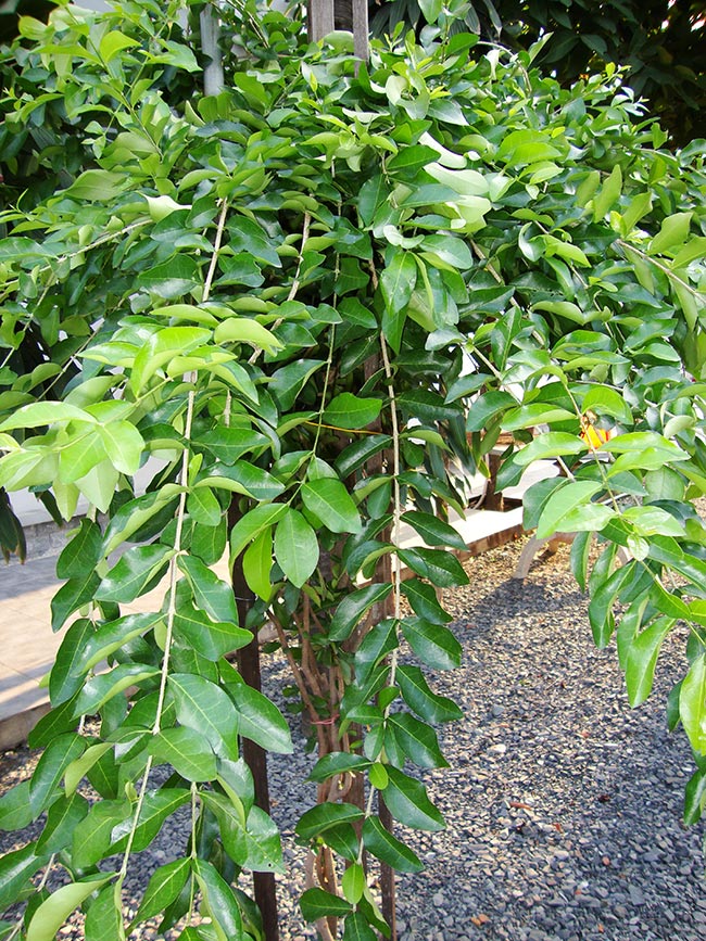 Planta Malpighia Glabra