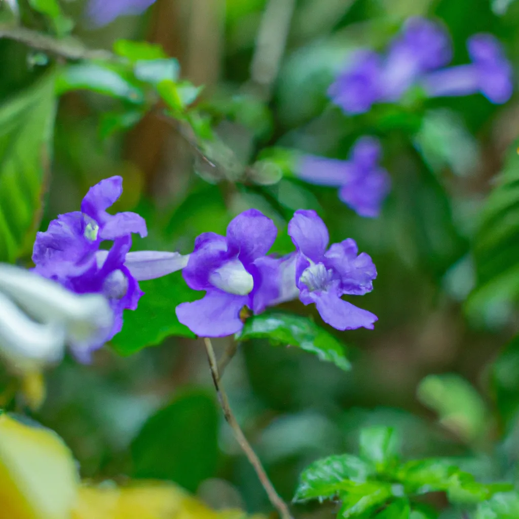 Beleza Exótica da Acanthaceae Thunbergiiflora 3 Beleza Exótica da Acanthaceae Thunbergiiflora 2