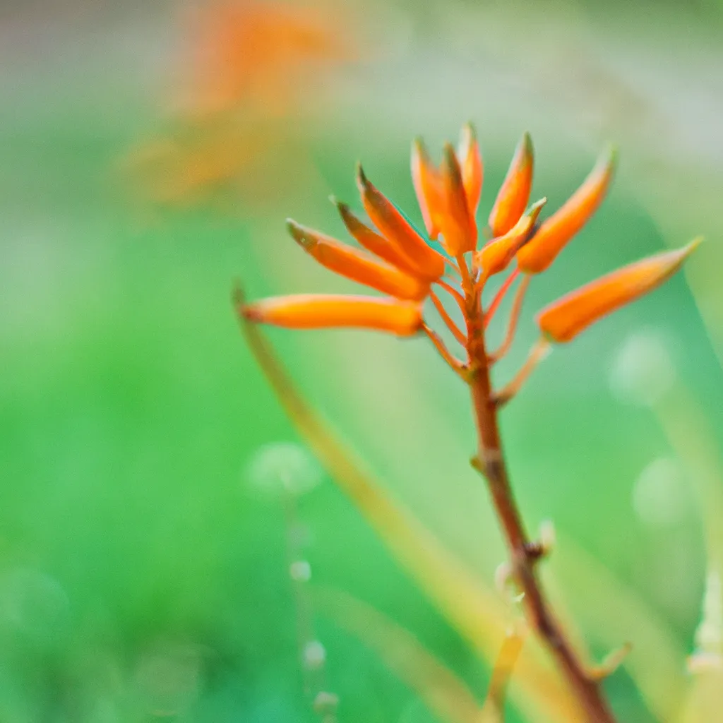 Descubra os Benefícios da Aloe Mitriformis 3 Descubra os Benefícios da Aloe Mitriformis 2