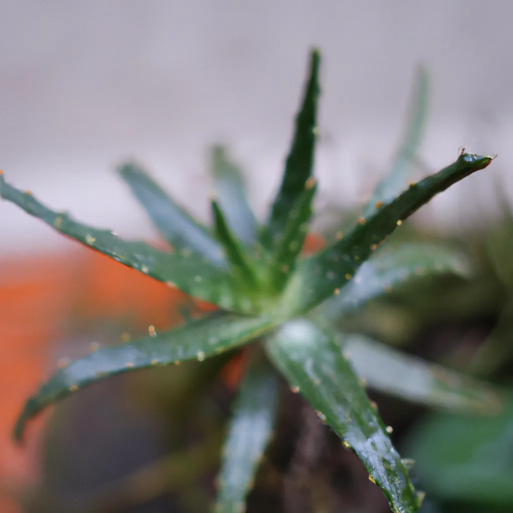 Descubra os Benefícios da Aloe Reitzii 3 Descubra os Benefícios da Aloe Reitzii 2