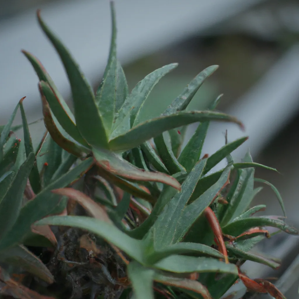 Descubra os Benefícios Incríveis da Aloe Spectabilis 3 Descubra os Benefícios Incríveis da Aloe Spectabilis 2