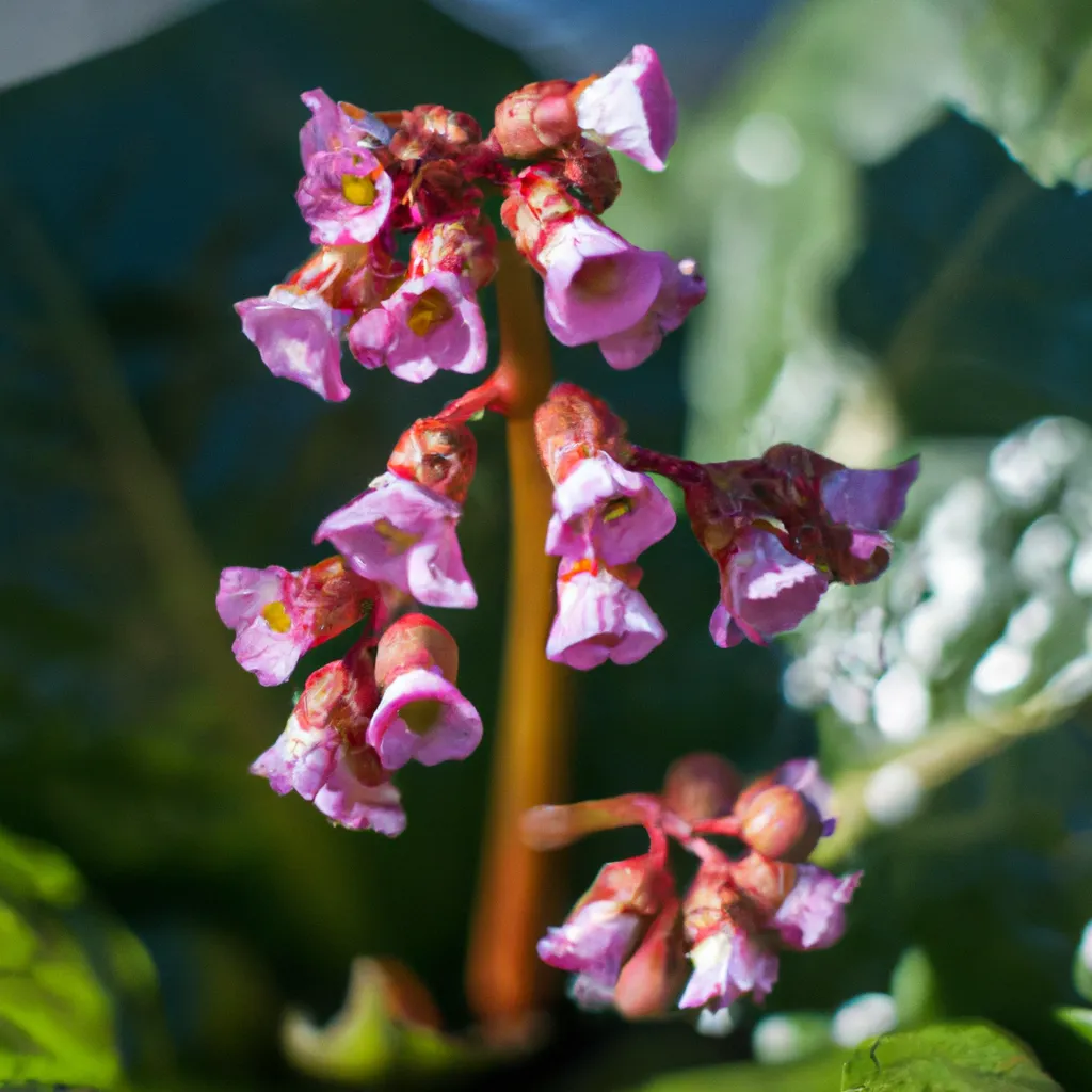 Descubra os Benefícios da Bergenia Cordifolia 3 Descubra os Benefícios da Bergenia Cordifolia 2