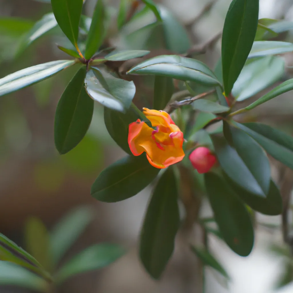 Descubra a Beleza Exótica da Pereskia Lychnidiflora 3 Descubra a Beleza Exótica da Pereskia Lychnidiflora 2