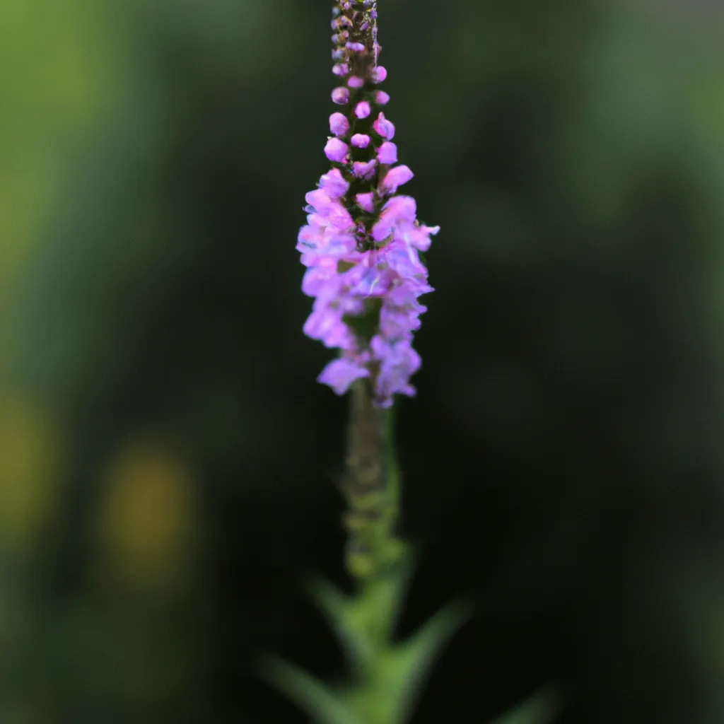 Descubra a Beleza da Physostegia Virginiana 2
