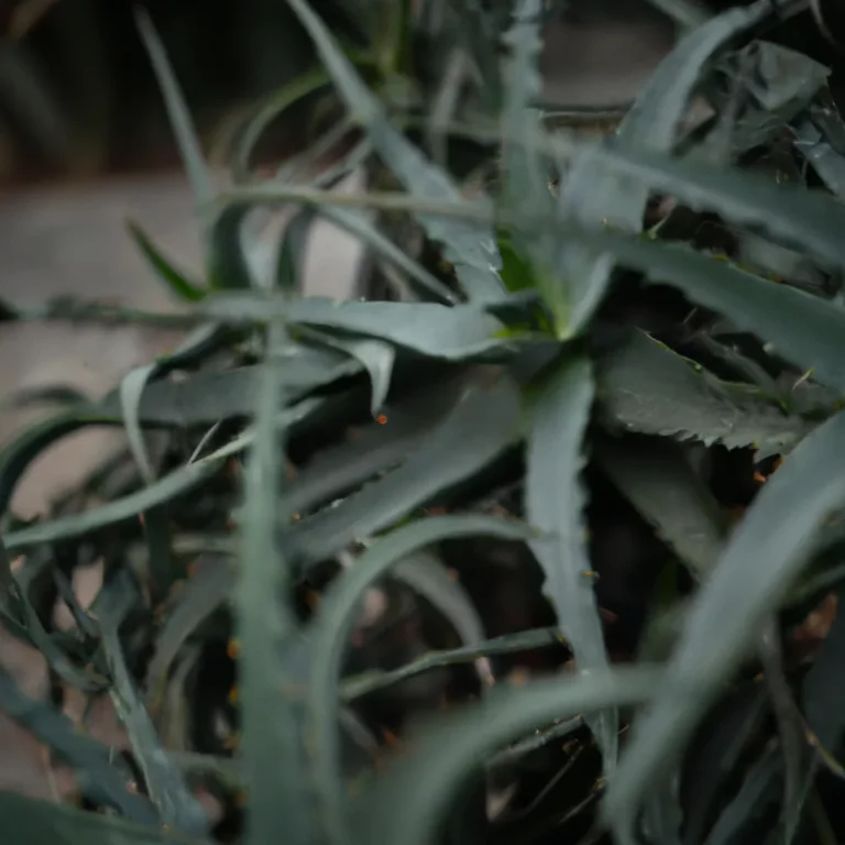 Fotos Aloe Aculeata Scaled