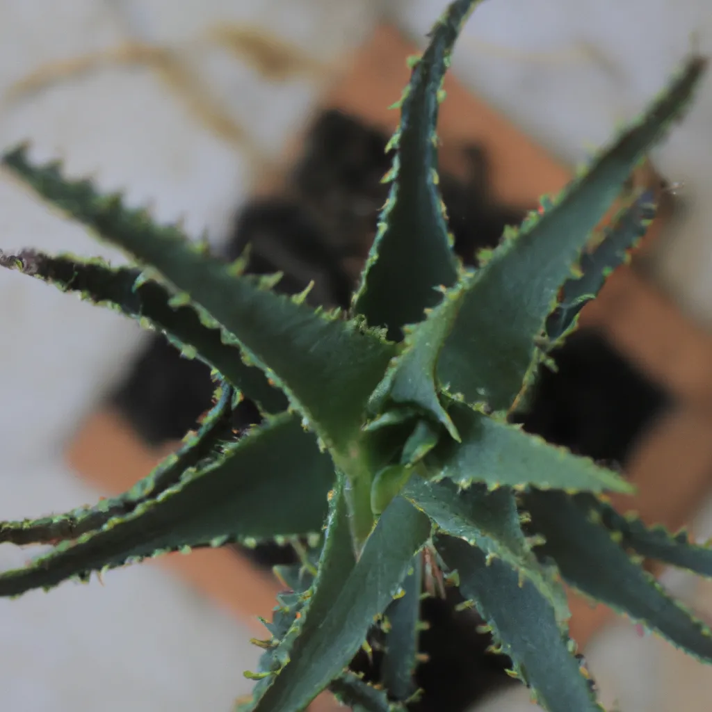 Fotos Aloe Brevifolia