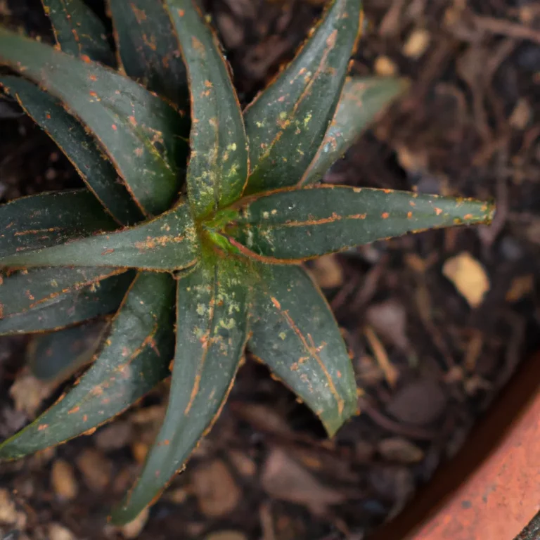 Fotos Aloe Deltoideodonta Scaled