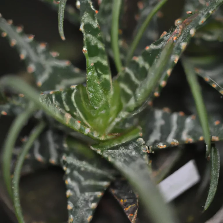 Fotos Aloe Dinteri Scaled