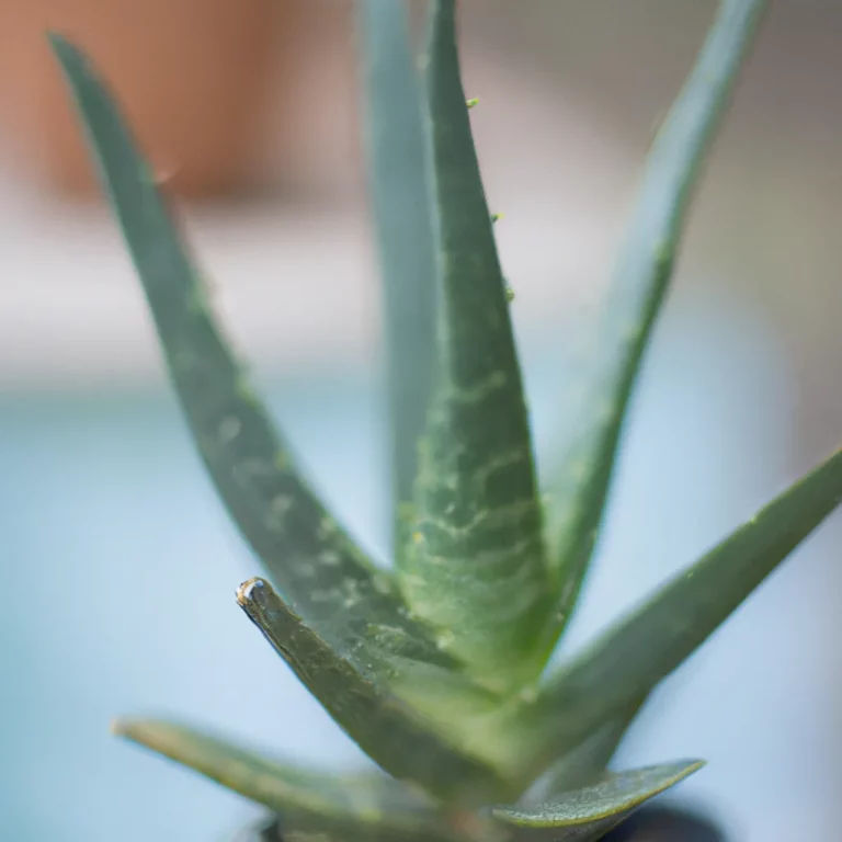 Fotos Aloe Divaricata Scaled