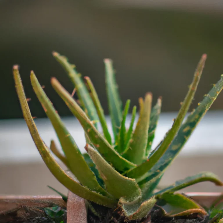 Fotos Aloe Humilis 1 Scaled