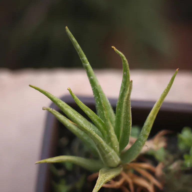 Fotos Aloe Inermis Scaled