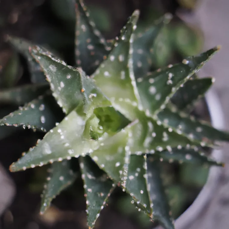 Fotos Aloe Mitriformis 1 Scaled
