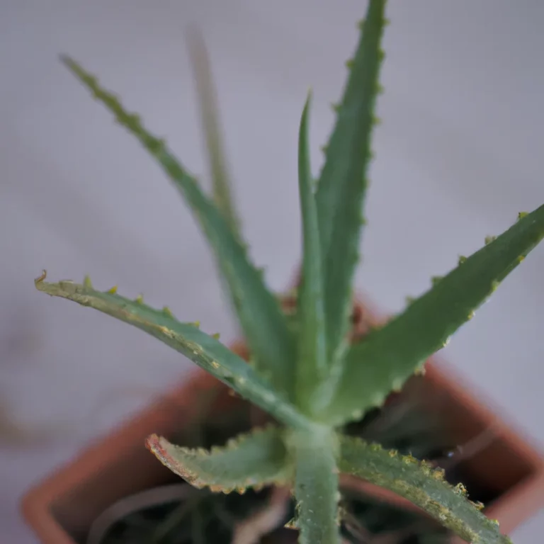 Fotos Aloe Peglerae 1 Scaled