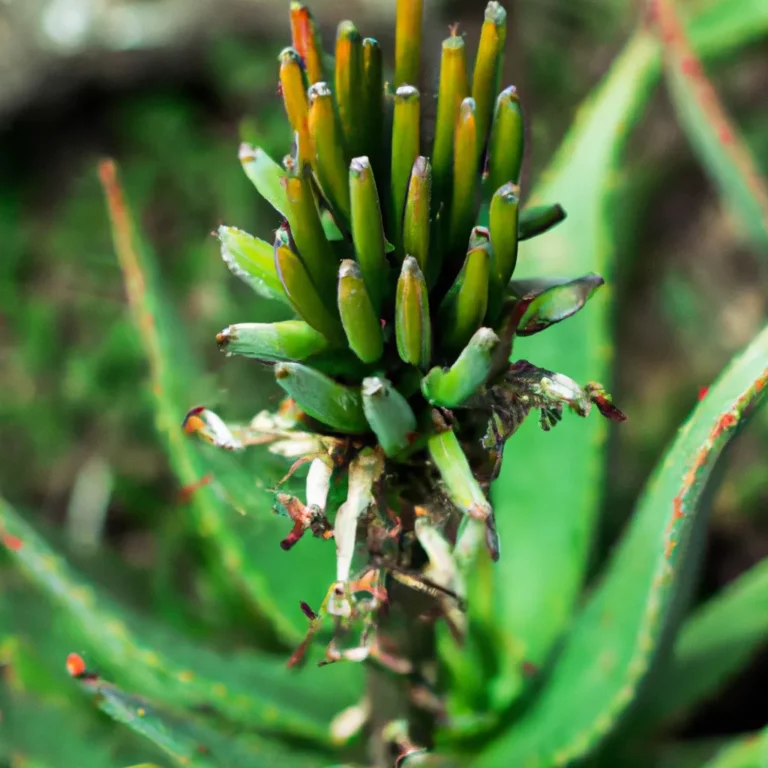 Fotos Aloe Perfoliata Scaled