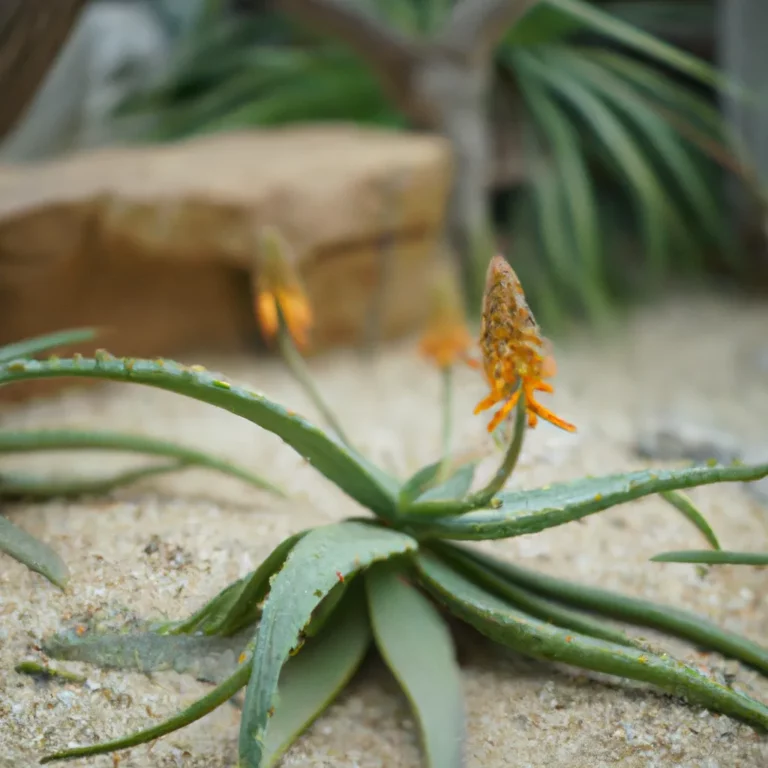 Fotos Aloe Spectabilis Scaled